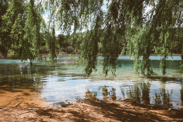 Sauce llorón Lagunas de Ruidera