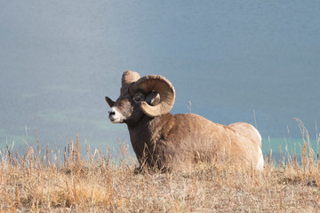 Big Horn Sheep in Jasper National Park, Alberta Canada