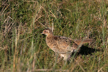 pheasant bird in the grass