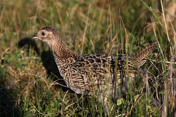 bird in the grass