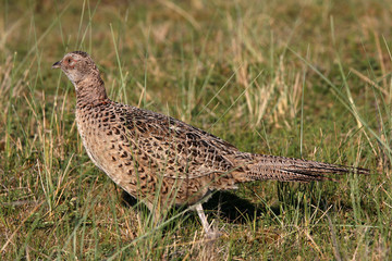 female Pheasant