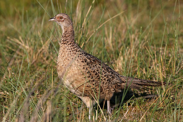 pheasant in the field