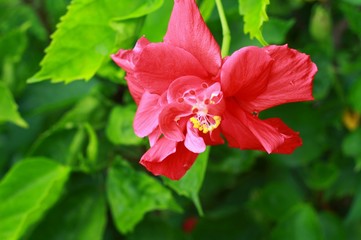 Obraz premium red hibiscus flower in the garden