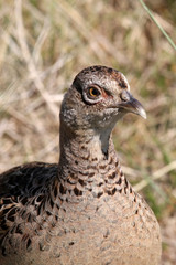 portrait of pheasant