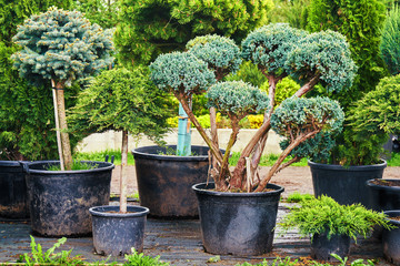 Junipers, couniferous trees in pots in outdoor garden shop
