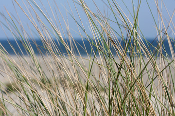 Obraz na płótnie Canvas grass on the beach at Terschelling