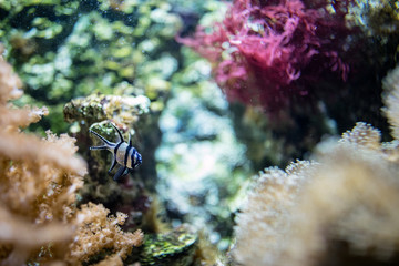 exotic cardinal fish .