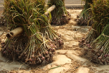 Obraz premium packs of tyed green rolls of freshly picked small garlic cloves ready to be dried for replanting or consumption after a good harvest in Northern Thailand, Southeast Asia