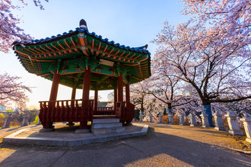 Fototapeta premium Beautiful cherry blossoms at Seoul Olympic park in Seoul,South Korea this image can use for travel,Sakura and Holiday concept