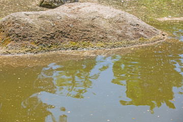 environmental disaster, toxic algal blooms