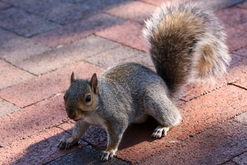 squirrel eating nut in Washington DC