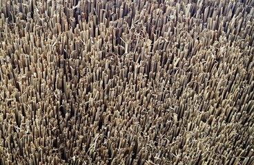 cut cane, natural background