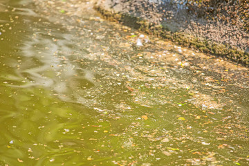 environmental disaster, toxic algal blooms