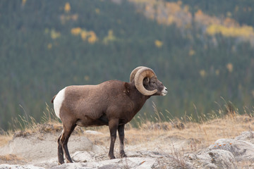 Big Horn Sheep in Jasper National Park, Alberta Canada