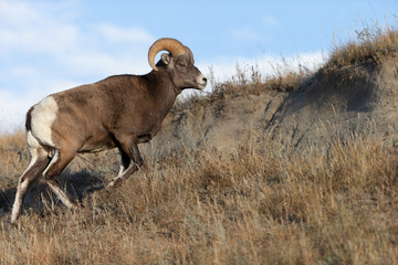 Big Horn Sheep in Jasper National Park, Alberta Canada