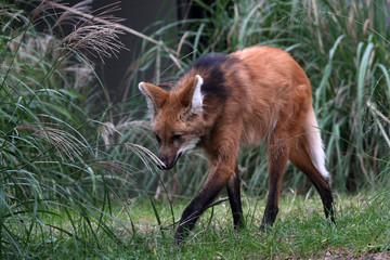 red fox in grass
