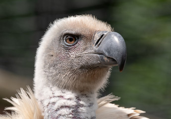 Cape Griffon vulture, large raptor indigenous to the area, photographed in the Drakensberg...
