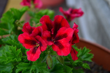 beautiful bright flower geranium in a pot
