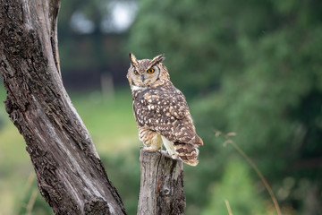 Eagle owl in a tree, photographed in the Drakensberg mountains near Cathkin Peak, Kwazulu Natal, South Africa