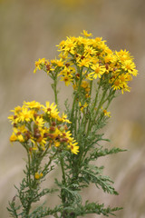 yellow flowers in garden