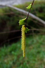 spring flowering flowering trees in spring