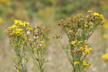 field of yellow flowers