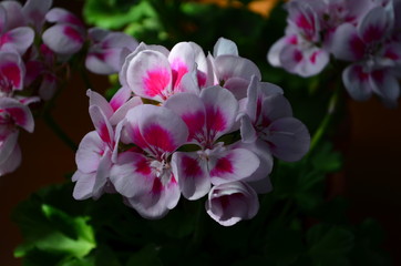 beautiful bright flower geranium in a pot
