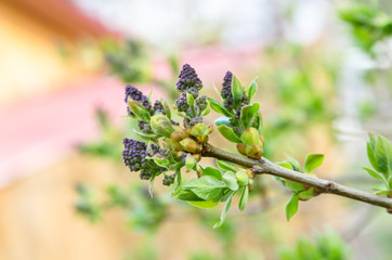 spring flowering flowering trees in spring