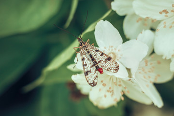 Scorpionfly or Panorpa communis, sitting on a white Jasmine flower on a green background. Useful insects destroy pests. Close-up macro, top view. Unusual yellow black insects, textured wings