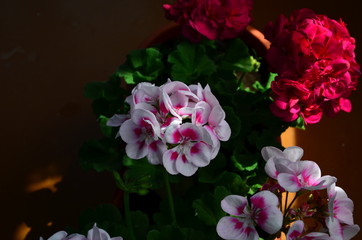 beautiful bright flower geranium in a pot
