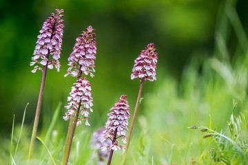 Orchidee - Knabenkraut -Blüte auf der Wiese