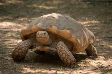 Obraz premium Aldabra Tortoise
