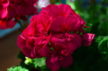 beautiful bright flower geranium in a pot