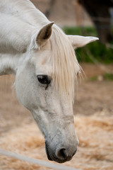 caballo blanco comiendo crin blanca