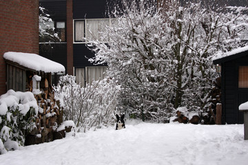 Dog in snowy garden