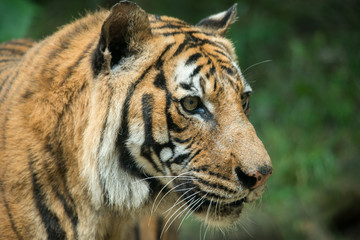Fototapeta na wymiar Malayan Tiger