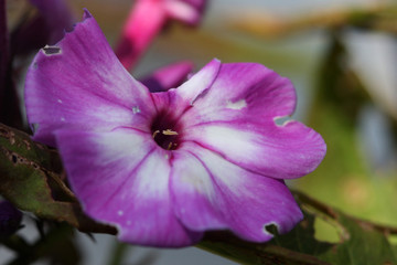 purple flower in the garden