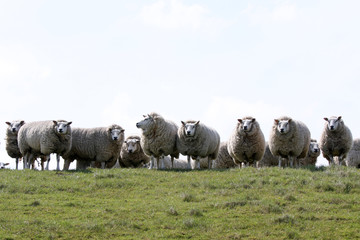 flock of sheep