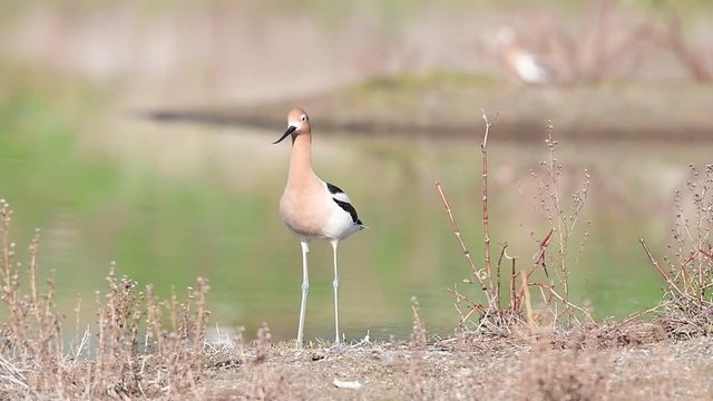 An American avocet wanders along a shoreline