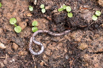Earthworm, spiraling on topsoil