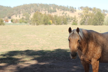 one lone golden colored horse in it's dusty dry field under the shade of a tree in a fenced paddock on a rural farm, New South Wales, Australia