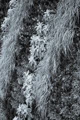 滝のようにながれる草の壁