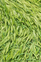 Fototapeta na wymiar herbs in the wind on green background