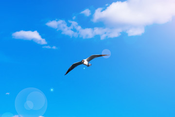 Fototapeta na wymiar Creative layout with a copy space. Background made of bright blue sky, white clouds and a flying seagull