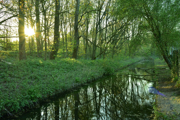 Kanałek wodny wśród roślin i drzew podczas wschodu słońca