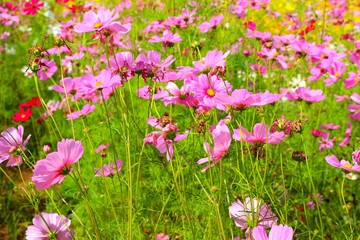 The beauty of pink starburst flowers, green background