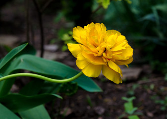 Fototapeta premium yellow lush flower tulip on flowerbed