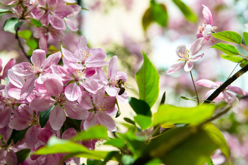 blooming tree in spring flowers on the tree