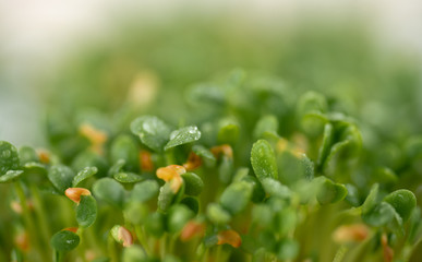 Close up of Sprouting Clover Seeds