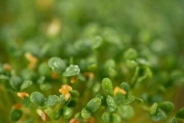 Close up of Sprouting Clover Seeds